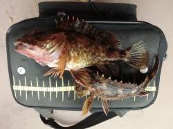 りんくう周辺でガシリング