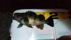 谷川漁港　強風の中でのメバルゲーム