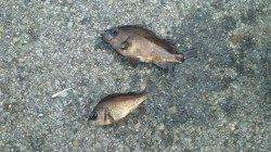 谷川漁港　強風の中でのメバルゲーム