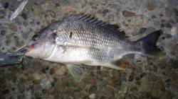 仕事帰りにチニング出陣！ キビレをキャッチ…