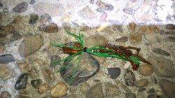 仕事帰りにチニング出陣！ キビレをキャッチで連敗脱出