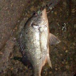 高砂埋立地周辺チニング、流れが出始めた途端キビレ2匹GET！