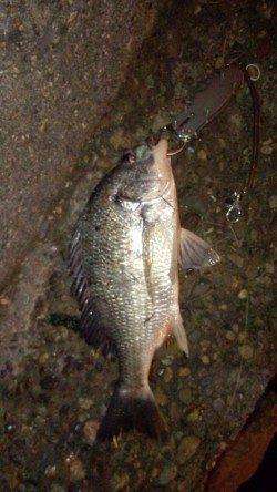 高砂埋立地周辺チニング、流れが出始めた途端キビレ2匹GET！