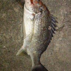 高砂埋立地周辺チニング、流れが出始めた途端キビレ2匹GET！