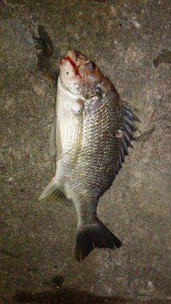 高砂埋立地周辺チニング、流れが出始めた途端キビレ2匹GET！