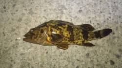 貝塚にガシリング出陣！　タケノコメバル・ガ…