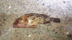 貝塚にガシリング出陣！　タケノコメバル・ガシラの釣果