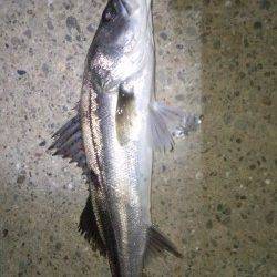 貝塚でシーバス、フローティング超スロー巻きでヒット!