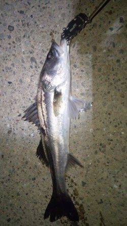 貝塚でシーバス、フローティング超スロー巻きでヒット!