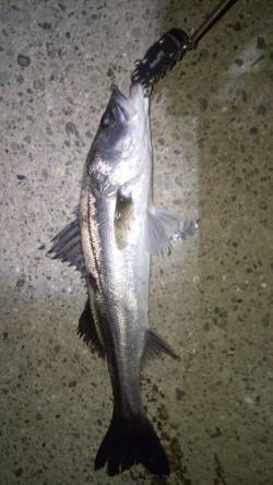 貝塚でシーバス、フローティング超スロー巻き…