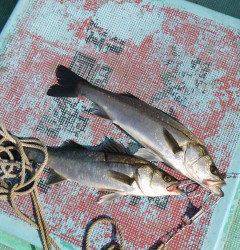 旧の赤灯台でハネ47センチ