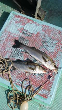 旧の赤灯台でハネ47センチ