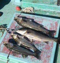 快釣！渡船を使ってのエビ撒き釣果