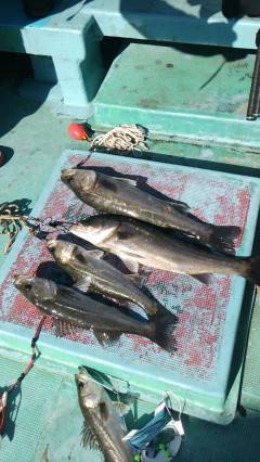 快釣！渡船を使ってのエビ撒き釣果