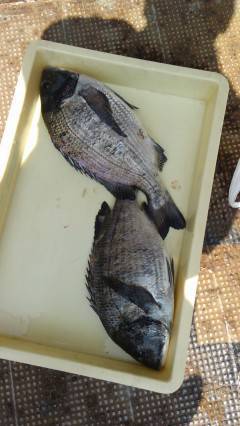 岸和田一文字：沖の北　ウキ釣りでハネ＆チヌ…