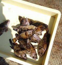 沖のカーブ、探り釣りでガシラ好釣！