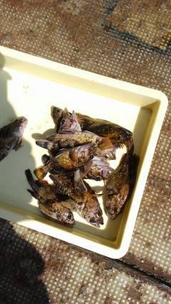 沖のカーブ、探り釣りでガシラ好釣！