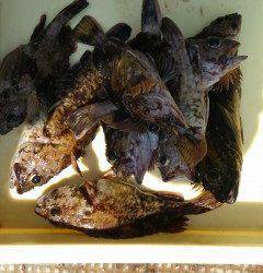 沖のカーブ、探り釣りでガシラ好釣！