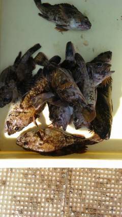 沖のカーブ、探り釣りでガシラ好釣！