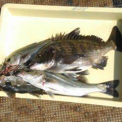 中波止の3番でチヌ&ハネ