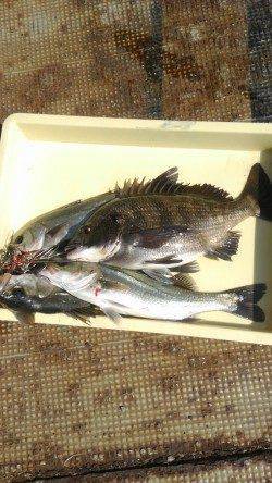 中波止の3番でチヌ&ハネ