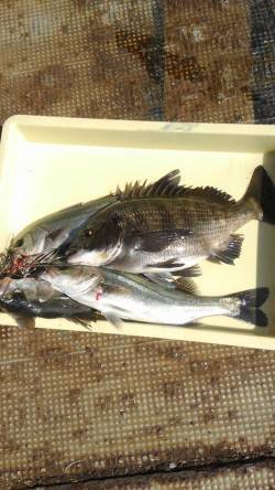 中波止の3番でチヌ&ハネ