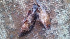 岸和田一文字：探り釣り＆ウキ釣りでガシラの釣果