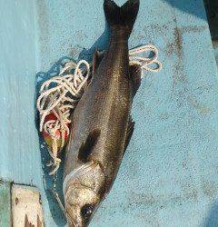 沖の北・中波止の2番　しらさのウキ釣りでハネ