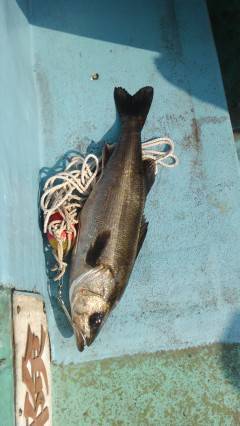 沖の北・中波止の2番　しらさのウキ釣りでハ…