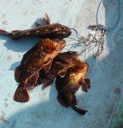 岸和田一文字：探り釣り＆ウキ釣りでガシラの釣果