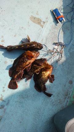 岸和田一文字：探り釣り＆ウキ釣りでガシラの…