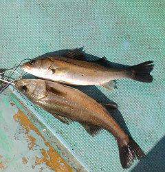 旧の白灯台、しらさのウキ釣りで40cm前後のハネの釣果