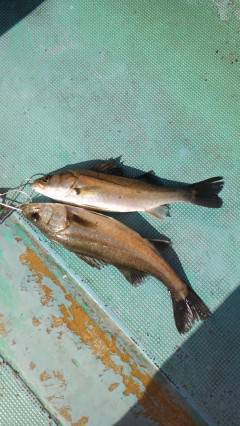 旧の白灯台、しらさのウキ釣りで40cm前後…