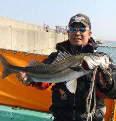 岸和田一文字、シラサのウキ釣りでスズキ67cm！