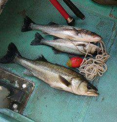 岸和田一文字、シラサのウキ釣りでスズキ67cm！