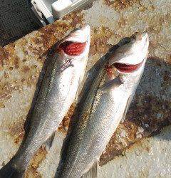 沖の北で良型タコ、ハネも釣れてます