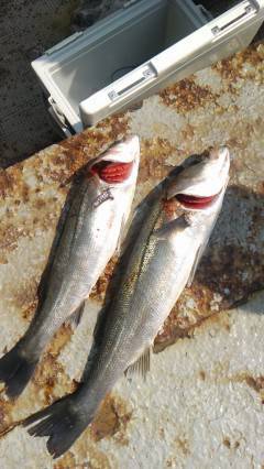 沖の北で良型タコ、ハネも釣れてます
