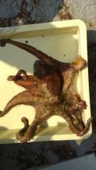 沖の北で良型タコ、ハネも釣れてます