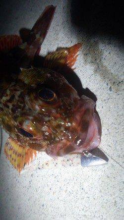 須磨のボトムワインドでガシラの釣果