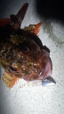 須磨のボトムワインドでガシラの釣果