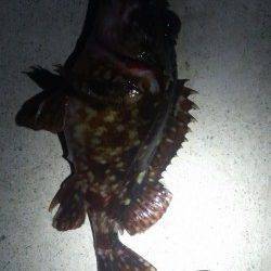 須磨のボトムワインドでガシラの釣果