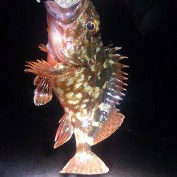 神戸空港でメバリング、プラグで釣れました