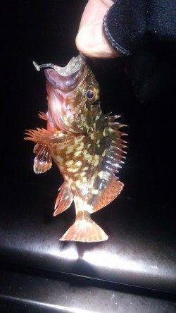 神戸空港でメバリング、プラグで釣れました