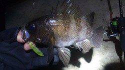 神戸空港でメバリング、プラグで釣れました