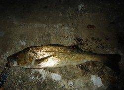 貝塚でシーバス、流れが効いてるタイミングでアタリ！