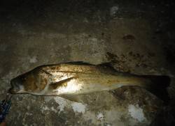 貝塚でシーバス、流れが効いてるタイミングで…