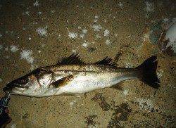 貝塚でアフターシーバス〜まだ回復途中