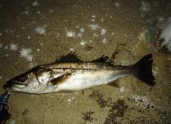 貝塚でアフターシーバス〜まだ回復途中