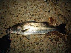 貝塚周辺でのシーバス釣果