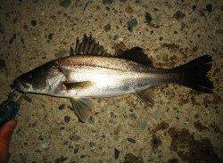 仕事帰りに貝塚周辺でシーバス狙い